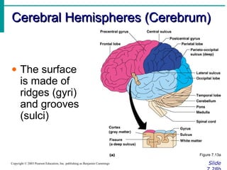 Cerebral Hemispheres (Cerebrum)Cerebral Hemispheres (Cerebrum)
SlideCopyright © 2003 Pearson Education, Inc. publishing as Benjamin Cummings
• The surface
is made of
ridges (gyri)
and grooves
(sulci)
Figure 7.13a
 