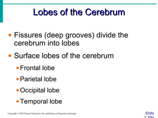 Lobes of the CerebrumLobes of the Cerebrum
SlideCopyright © 2003 Pearson Education, Inc. publishing as Benjamin Cummings
• Fissures (deep grooves) divide the
cerebrum into lobes
• Surface lobes of the cerebrum
•Frontal lobe
•Parietal lobe
•Occipital lobe
•Temporal lobe
 