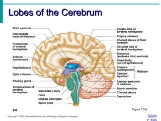 Lobes of the CerebrumLobes of the Cerebrum
SlideCopyright © 2003 Pearson Education, Inc. publishing as Benjamin Cummings
Figure 7.15a
 