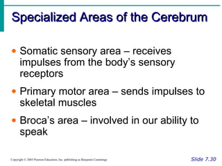 Specialized Areas of the CerebrumSpecialized Areas of the Cerebrum
Slide 7.30Copyright © 2003 Pearson Education, Inc. publishing as Benjamin Cummings
• Somatic sensory area – receives
impulses from the body’s sensory
receptors
• Primary motor area – sends impulses to
skeletal muscles
• Broca’s area – involved in our ability to
speak
 