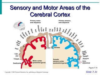 Sensory and Motor Areas of theSensory and Motor Areas of the
Cerebral CortexCerebral Cortex
Slide 7.31Copyright © 2003 Pearson Education, Inc. publishing as Benjamin Cummings
Figure 7.14
 