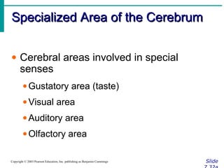 Specialized Area of the CerebrumSpecialized Area of the Cerebrum
SlideCopyright © 2003 Pearson Education, Inc. publishing as Benjamin Cummings
• Cerebral areas involved in special
senses
•Gustatory area (taste)
•Visual area
•Auditory area
•Olfactory area
 