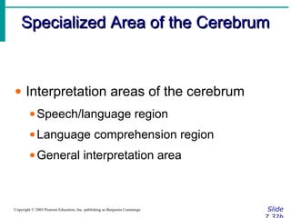 Specialized Area of the CerebrumSpecialized Area of the Cerebrum
SlideCopyright © 2003 Pearson Education, Inc. publishing as Benjamin Cummings
• Interpretation areas of the cerebrum
•Speech/language region
•Language comprehension region
•General interpretation area
 