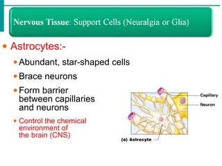 • Astrocytes:-
• Abundant, star-shaped cells
• Brace neurons
• Form barrier
between capillaries
and neurons
• Control the chemical
environment of
the brain (CNS)
 