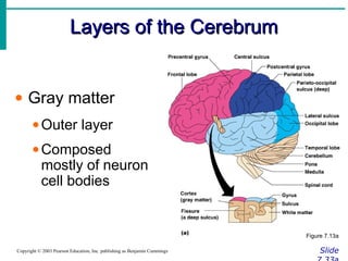 Layers of the CerebrumLayers of the Cerebrum
SlideCopyright © 2003 Pearson Education, Inc. publishing as Benjamin Cummings
• Gray matter
•Outer layer
•Composed
mostly of neuron
cell bodies
Figure 7.13a
 