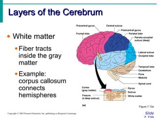 Layers of the CerebrumLayers of the Cerebrum
SlideCopyright © 2003 Pearson Education, Inc. publishing as Benjamin Cummings
• White matter
•Fiber tracts
inside the gray
matter
•Example:
corpus callosum
connects
hemispheres
Figure 7.13a
 