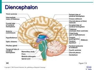 DiencephalonDiencephalon
SlideCopyright © 2003 Pearson Education, Inc. publishing as Benjamin Cummings
Figure 7.15
 