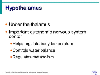 HypothalamusHypothalamus
SlideCopyright © 2003 Pearson Education, Inc. publishing as Benjamin Cummings
• Under the thalamus
• Important autonomic nervous system
center
•Helps regulate body temperature
•Controls water balance
•Regulates metabolism
 