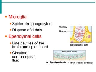 • Microglia
• Spider-like phagocytes
• Dispose of debris
• Ependymal cells
• Line cavities of the
brain and spinal cord
• Circulate
cerebrospinal
fluid
 