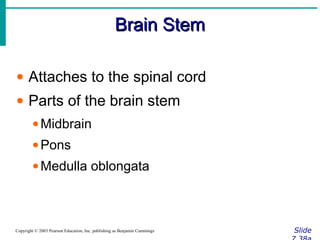 Brain StemBrain Stem
SlideCopyright © 2003 Pearson Education, Inc. publishing as Benjamin Cummings
• Attaches to the spinal cord
• Parts of the brain stem
•Midbrain
•Pons
•Medulla oblongata
 