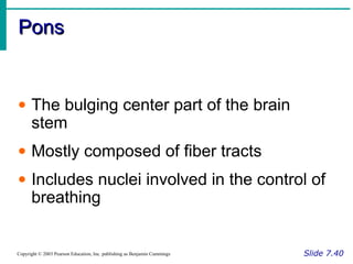 PonsPons
Slide 7.40Copyright © 2003 Pearson Education, Inc. publishing as Benjamin Cummings
• The bulging center part of the brain
stem
• Mostly composed of fiber tracts
• Includes nuclei involved in the control of
breathing
 