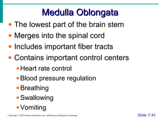 Medulla OblongataMedulla Oblongata
Slide 7.41Copyright © 2003 Pearson Education, Inc. publishing as Benjamin Cummings
• The lowest part of the brain stem
• Merges into the spinal cord
• Includes important fiber tracts
• Contains important control centers
•Heart rate control
•Blood pressure regulation
•Breathing
•Swallowing
•Vomiting
 