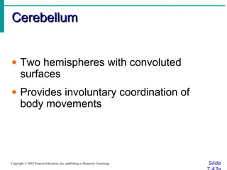 CerebellumCerebellum
SlideCopyright © 2003 Pearson Education, Inc. publishing as Benjamin Cummings
• Two hemispheres with convoluted
surfaces
• Provides involuntary coordination of
body movements
 
