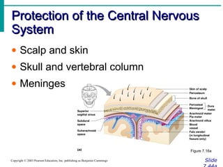 Protection of the Central NervousProtection of the Central Nervous
SystemSystem
SlideCopyright © 2003 Pearson Education, Inc. publishing as Benjamin Cummings
• Scalp and skin
• Skull and vertebral column
• Meninges
Figure 7.16a
 