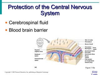 Protection of the Central NervousProtection of the Central Nervous
SystemSystem
SlideCopyright © 2003 Pearson Education, Inc. publishing as Benjamin Cummings
• Cerebrospinal fluid
• Blood brain barrier
Figure 7.16a
 