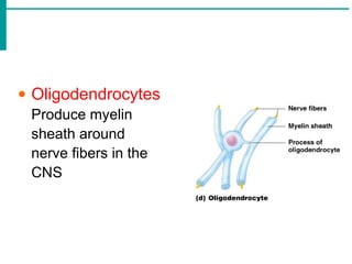 • Oligodendrocytes
Produce myelin
sheath around
nerve fibers in the
CNS
 