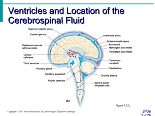 Ventricles and Location of theVentricles and Location of the
Cerebrospinal FluidCerebrospinal Fluid
SlideCopyright © 2003 Pearson Education, Inc. publishing as Benjamin Cummings
Figure 7.17b
 