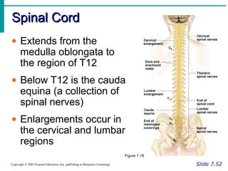 Spinal CordSpinal Cord
Slide 7.52Copyright © 2003 Pearson Education, Inc. publishing as Benjamin Cummings
• Extends from the
medulla oblongata to
the region of T12
• Below T12 is the cauda
equina (a collection of
spinal nerves)
• Enlargements occur in
the cervical and lumbar
regions
Figure 7.18
 