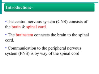 •The central nervous system (CNS) consists of
the brain & spinal cord.
• The brainstem connects the brain to the spinal
cord.
• Communication to the peripheral nervous
system (PNS) is by way of the spinal cord
 