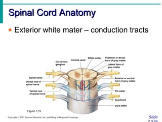 Spinal Cord AnatomySpinal Cord Anatomy
SlideCopyright © 2003 Pearson Education, Inc. publishing as Benjamin Cummings
• Exterior white mater – conduction tracts
Figure 7.19
 