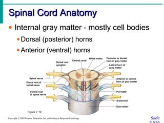 Spinal Cord AnatomySpinal Cord Anatomy
SlideCopyright © 2003 Pearson Education, Inc. publishing as Benjamin Cummings
• Internal gray matter - mostly cell bodies
•Dorsal (posterior) horns
•Anterior (ventral) horns
Figure 7.19
 