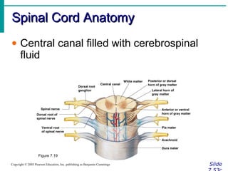 Spinal Cord AnatomySpinal Cord Anatomy
SlideCopyright © 2003 Pearson Education, Inc. publishing as Benjamin Cummings
• Central canal filled with cerebrospinal
fluid
Figure 7.19
 
