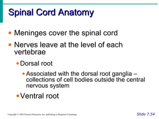 Spinal Cord AnatomySpinal Cord Anatomy
Slide 7.54Copyright © 2003 Pearson Education, Inc. publishing as Benjamin Cummings
• Meninges cover the spinal cord
• Nerves leave at the level of each
vertebrae
•Dorsal root
• Associated with the dorsal root ganglia –
collections of cell bodies outside the central
nervous system
•Ventral root
 