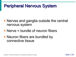 Peripheral Nervous SystemPeripheral Nervous System
Slide 7.55Copyright © 2003 Pearson Education, Inc. publishing as Benjamin Cummings
• Nerves and ganglia outside the central
nervous system
• Nerve = bundle of neuron fibers
• Neuron fibers are bundled by
connective tissue
 