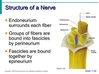 Structure of a NerveStructure of a Nerve
Slide 7.56Copyright © 2003 Pearson Education, Inc. publishing as Benjamin Cummings
• Endoneurium
surrounds each fiber
• Groups of fibers are
bound into fascicles
by perineurium
• Fascicles are bound
together by
epineurium
Figure 7.20
 