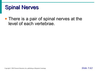Spinal NervesSpinal Nerves
Slide 7.63Copyright © 2003 Pearson Education, Inc. publishing as Benjamin Cummings
• There is a pair of spinal nerves at the
level of each vertebrae.
 