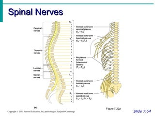Spinal NervesSpinal Nerves
Slide 7.64Copyright © 2003 Pearson Education, Inc. publishing as Benjamin Cummings
Figure 7.22a
 