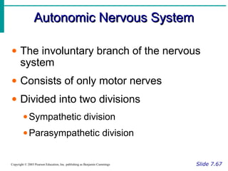 Autonomic Nervous SystemAutonomic Nervous System
Slide 7.67Copyright © 2003 Pearson Education, Inc. publishing as Benjamin Cummings
• The involuntary branch of the nervous
system
• Consists of only motor nerves
• Divided into two divisions
•Sympathetic division
•Parasympathetic division
 