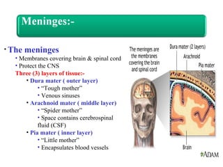 • The meninges
• Membranes covering brain & spinal cord
• Protect the CNS
Three (3) layers of tissue:-
• Dura mater ( outer layer)
• “Tough mother”
• Venous sinuses
• Arachnoid mater ( middle layer)
• “Spider mother”
• Space contains cerebrospinal
fluid (CSF)
• Pia mater ( inner layer)
• “Little mother”
• Encapsulates blood vessels
 