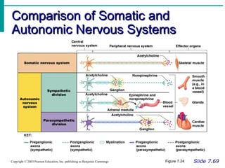 Comparison of Somatic andComparison of Somatic and
Autonomic Nervous SystemsAutonomic Nervous Systems
Slide 7.69Copyright © 2003 Pearson Education, Inc. publishing as Benjamin Cummings Figure 7.24
 