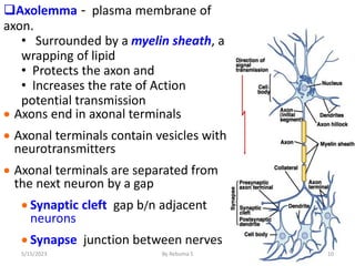 Axolemma - plasma membrane of
axon.
• Surrounded by a myelin sheath, a
wrapping of lipid
• Protects the axon and
• Increases the rate of Action
potential transmission
 Axons end in axonal terminals
 Axonal terminals contain vesicles with
neurotransmitters
 Axonal terminals are separated from
the next neuron by a gap
 Synaptic cleft gap b/n adjacent
neurons
 Synapse junction between nerves
10
5/15/2023 By Rebuma S
 