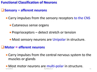 Functional Classification of Neurons
Sensory = afferent neurons
 Carry impulses from the sensory receptors to the CNS
 Cutaneous sense organs
 Proprioceptors – detect stretch or tension
 Most sensory neurons are Unipolar in structure.
Motor = efferent neurons
 Carry impulses from the central nervous system to the
muscles or glands
 Most motor neurons are multi-polar in structure.
11
5/15/2023 By Rebuma S
 