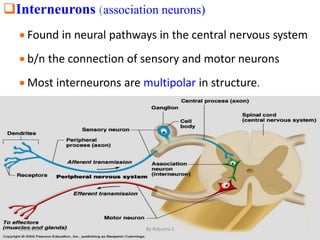 Interneurons (association neurons)
 Found in neural pathways in the central nervous system
 b/n the connection of sensory and motor neurons
 Most interneurons are multipolar in structure.
12
5/15/2023 By Rebuma S
 