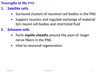 Neuroglia in the PNS
1. Satellite cells
• Surround clusters of neuronal cell bodies in the PNS
• Support neurons and regulate exchange of material
b/n neural cell bodies and intertistial fluid
2. Schwann cells
• Form myelin sheaths around the axon of larger
nerve fibers in the PNS.
• Vital to neuronal regeneration
17
5/15/2023 By Rebuma S
 