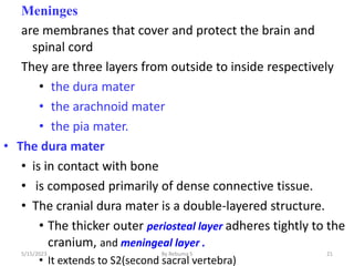 Meninges
are membranes that cover and protect the brain and
spinal cord
They are three layers from outside to inside respectively
• the dura mater
• the arachnoid mater
• the pia mater.
• The dura mater
• is in contact with bone
• is composed primarily of dense connective tissue.
• The cranial dura mater is a double-layered structure.
• The thicker outer periosteal layer adheres tightly to the
cranium, and meningeal layer .
• It extends to S2(second sacral vertebra)
5/15/2023 By Rebuma S 21
 