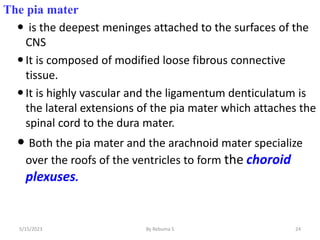 The pia mater
 is the deepest meninges attached to the surfaces of the
CNS
It is composed of modified loose fibrous connective
tissue.
It is highly vascular and the ligamentum denticulatum is
the lateral extensions of the pia mater which attaches the
spinal cord to the dura mater.
 Both the pia mater and the arachnoid mater specialize
over the roofs of the ventricles to form the choroid
plexuses.
24
5/15/2023 By Rebuma S
 