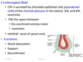 Cerebrospinal fluid
• CSF is secreted by choroidal epithelial cells (ependymal
cells) of the choroid plexuses in the lateral, 3rd, and 4th
ventricles
• Fills the space between
• the arachnoid and pia mater
• ventricles
• central canal of spinal cord.
• Functions:
• Shock absorption
• Support
• Nourishment
25
5/15/2023 By Rebuma S
 
