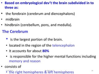 28
• Based on embryological dev’t the brain subdivided in to
three as:
• the forebrain (cerebrum and diencephalons)
• midbrain
• hindbrain (cerebellum, pons, and medulla).
The Cerebrum
• is the largest portion of the brain.
• located in the region of the telencephalon
• It accounts for about 80%
• is responsible for the higher mental functions including
memory and reason
• consists of
• the right hemispheres & left hemispheres
5/15/2023 By Rebuma S
 