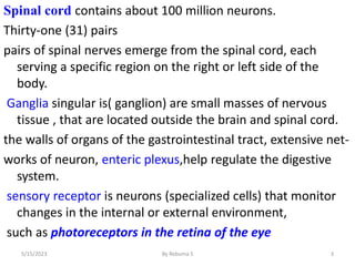 Spinal cord contains about 100 million neurons.
Thirty-one (31) pairs
pairs of spinal nerves emerge from the spinal cord, each
serving a specific region on the right or left side of the
body.
Ganglia singular is( ganglion) are small masses of nervous
tissue , that are located outside the brain and spinal cord.
the walls of organs of the gastrointestinal tract, extensive net-
works of neuron, enteric plexus,help regulate the digestive
system.
sensory receptor is neurons (specialized cells) that monitor
changes in the internal or external environment,
such as photoreceptors in the retina of the eye
5/15/2023 By Rebuma S 3
 