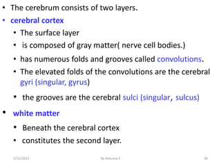 • The cerebrum consists of two layers.
• cerebral cortex
• The surface layer
• is composed of gray matter( nerve cell bodies.)
• has numerous folds and grooves called convolutions.
• The elevated folds of the convolutions are the cerebral
gyri (singular, gyrus)
• the grooves are the cerebral sulci (singular, sulcus)
• white matter
• Beneath the cerebral cortex
• constitutes the second layer.
30
5/15/2023 By Rebuma S
 