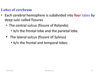 Lobes of cerebrum
• Each cerebral hemisphere is subdivided into four lobes by
deep sulci called fissures
• The central sulcus (fissure of Rolando)
• b/n the frontal lobe and the parietal lobe.
• The lateral sulcus (fissure of Sylvius)
• b/n the frontal and temporal lobes
31
5/15/2023 By Rebuma S
 