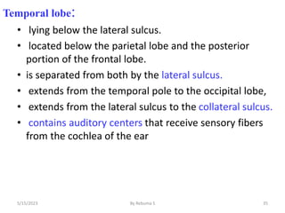 Temporal lobe:
• lying below the lateral sulcus.
• located below the parietal lobe and the posterior
portion of the frontal lobe.
• is separated from both by the lateral sulcus.
• extends from the temporal pole to the occipital lobe,
• extends from the lateral sulcus to the collateral sulcus.
• contains auditory centers that receive sensory fibers
from the cochlea of the ear
35
5/15/2023 By Rebuma S
 