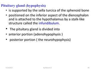 Pituitary gland (hypophysis)
• is supported by the sella turcica of the sphenoid bone
• positioned on the inferior aspect of the diencephalon
and is attached to the hypothalamus by a stalk-like
structure called the infundibulum.
• The pituitary gland is divided into
• anterior portion (adenohypophysis )
• posterior portion ( the neurohypophysis)
44
5/15/2023 By Rebuma S
 