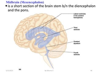 48
Midbrain (Mesencephalon)
is a short section of the brain stem b/n the diencephalon
and the pons.
5/15/2023 By Rebuma S
 