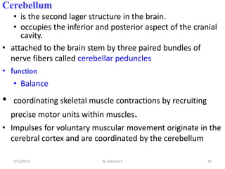Cerebellum
• is the second lager structure in the brain.
• occupies the inferior and posterior aspect of the cranial
cavity.
• attached to the brain stem by three paired bundles of
nerve fibers called cerebellar peduncles
• function
• Balance
• coordinating skeletal muscle contractions by recruiting
precise motor units within muscles.
• Impulses for voluntary muscular movement originate in the
cerebral cortex and are coordinated by the cerebellum
49
5/15/2023 By Rebuma S
 