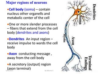 Major regions of neurons
Cell body (soma) – contain
nucleus other organells and
metabolic center of the cell
One or more slender processes
– fibers that extend from the cell
body (dendrites and axons)
Dendrites An input region –
receive impulse to wards the cell
body
Axon conducting message ,
away from the cell body
A secretory (output) region
(axon terminal) 5
5/15/2023 By Rebuma S
 